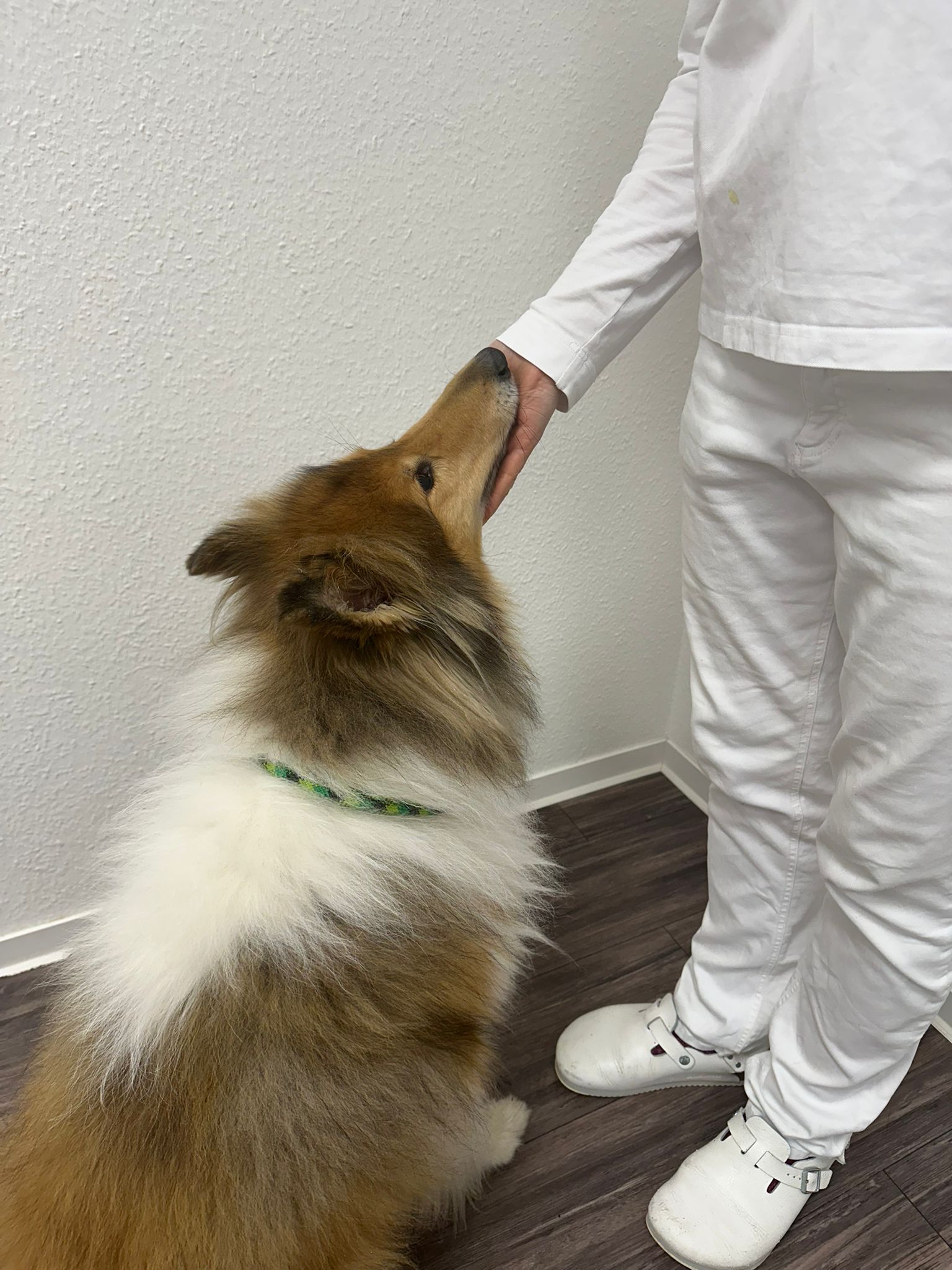 MT_Collie