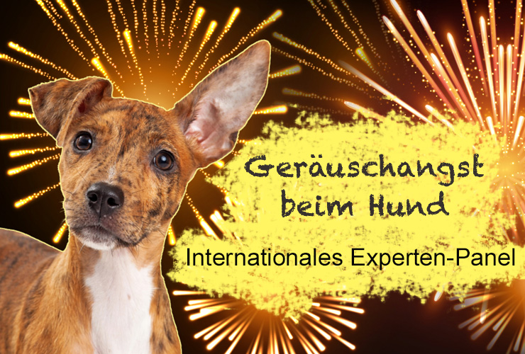 LL_Geräuschangst_Experten-Panel_CC